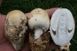 Amanita princeps image