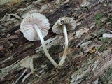Mycena inclinata image