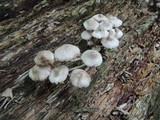 Mycena inclinata image