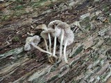 Mycena inclinata image