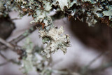 Platismatia glauca image