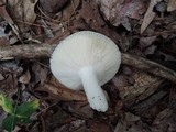 Russula modesta image