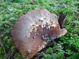 Tapinella atrotomentosa image