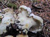 Cantharellus subalbidus image