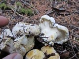 Cantharellus subalbidus image
