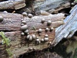 Lycogala epidendrum image