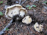 Cantharellus subalbidus image