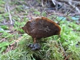Coltricia perennis image