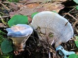 Hydnellum caeruleum image