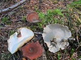 Royoporus badius image