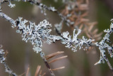 Hypogymnia physodes image