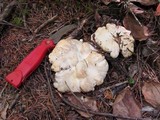 Cantharellus subalbidus image