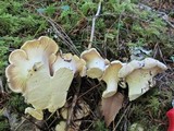 Cantharellus subalbidus image