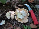Cantharellus subalbidus image