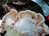 Cantharellus subalbidus image