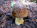 Amanita augusta image