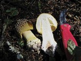 Amanita augusta image