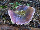 Russula xerampelina image