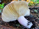 Russula xerampelina image
