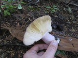 Russula xerampelina image