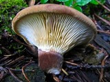 Tapinella atrotomentosa image