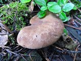 Tapinella atrotomentosa image