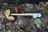 Amanita crocea image