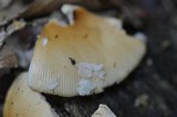 Amanita crocea image