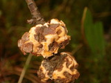 Cronartium quercuum image