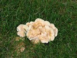 Bondarzewia berkeleyi image