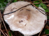 Amanita porphyria image