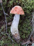 Leccinum aurantiacum image