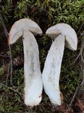 Leccinum aurantiacum image