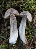 Leccinum aurantiacum image