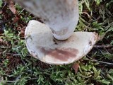 Leccinum aurantiacum image