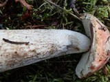Leccinum aurantiacum image