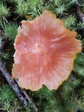 Humidicutis marginata image
