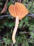 Humidicutis marginata image