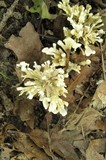Tremellodendron pallidum image
