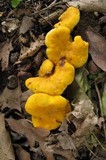 Cantharellus phasmatis image