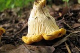 Cantharellus phasmatis image
