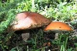 Leccinum insigne image