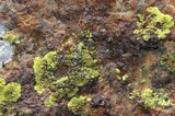 Pleopsidium flavum image