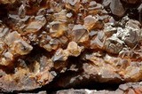 Pleopsidium flavum image