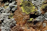 Pleopsidium flavum image