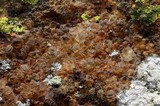 Pleopsidium flavum image