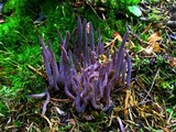 Alloclavaria purpurea image
