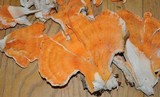 Laetiporus cincinnatus image