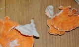 Laetiporus cincinnatus image