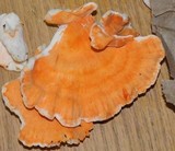 Laetiporus cincinnatus image